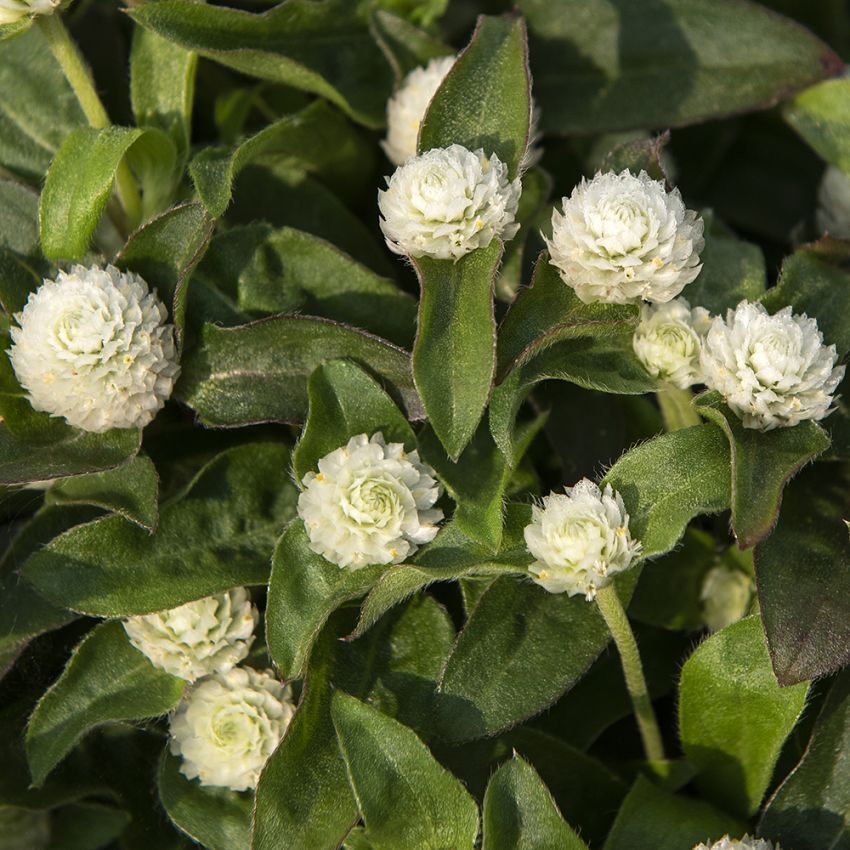 Klotamarant 'Gnome White'