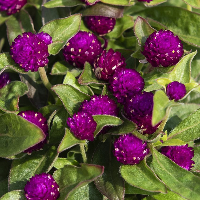 Klotamarant 'Gnome Purple'