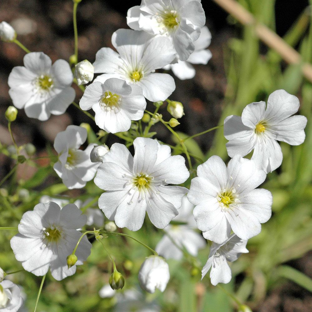 Vit Sommarslöja 'Covent Garden'