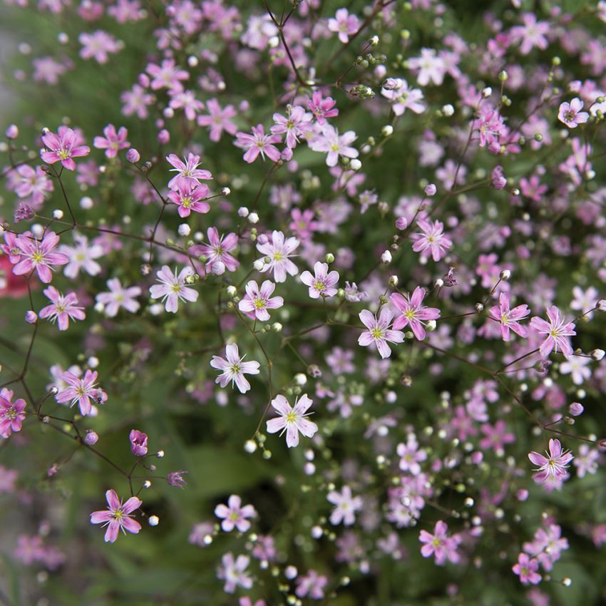 Sommarslöja 'Rosea'