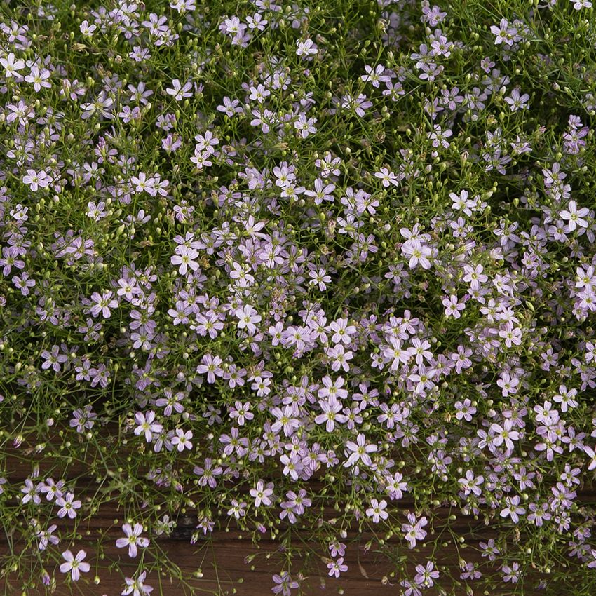 Grusnejlika 'Pink Sugardot'