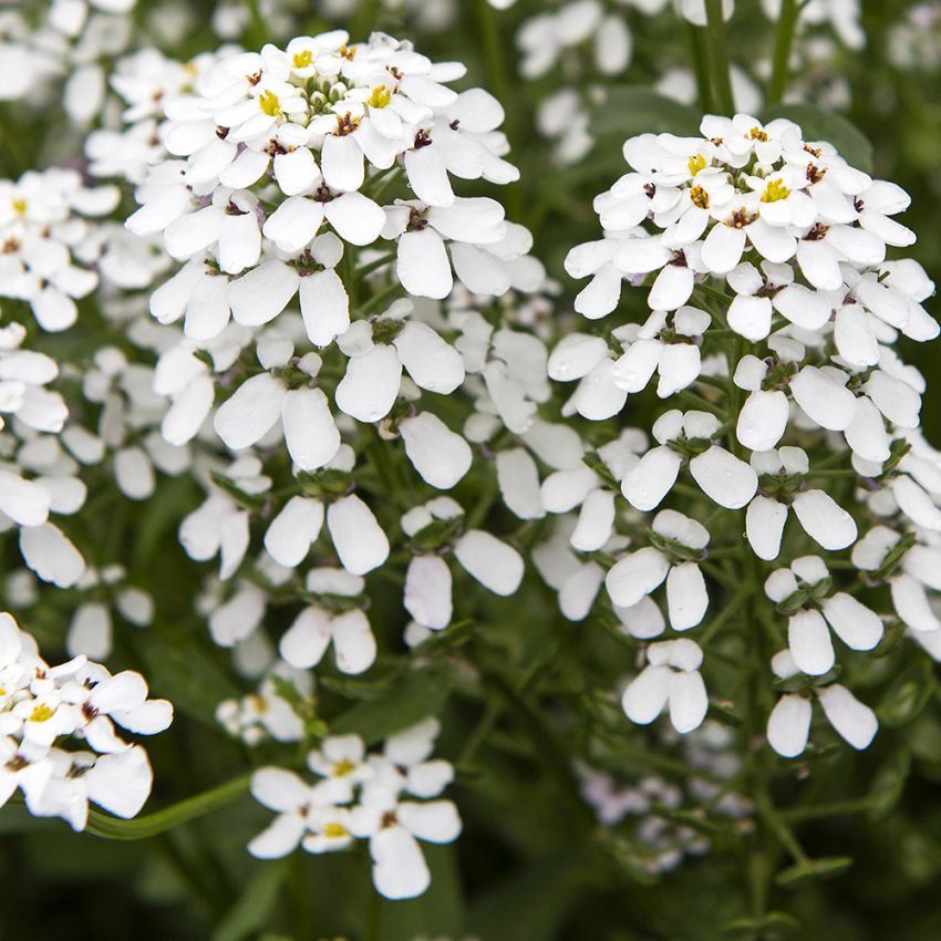 Blomsteriberis 'White Pinnacle'