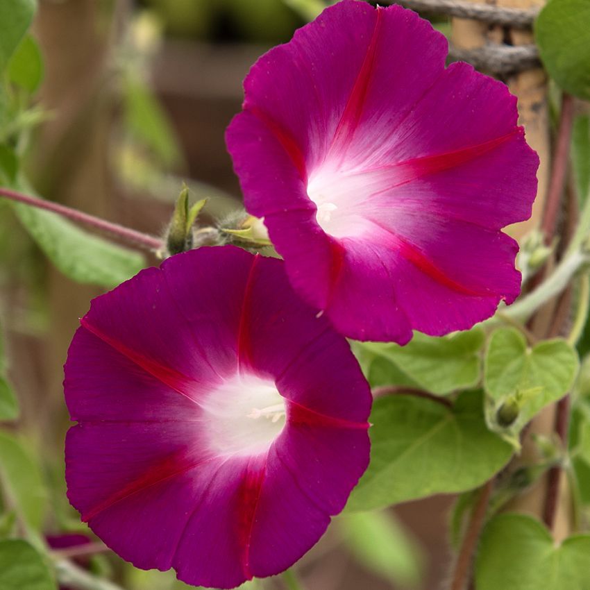 Purpurvinda 'Crimson Rambler'