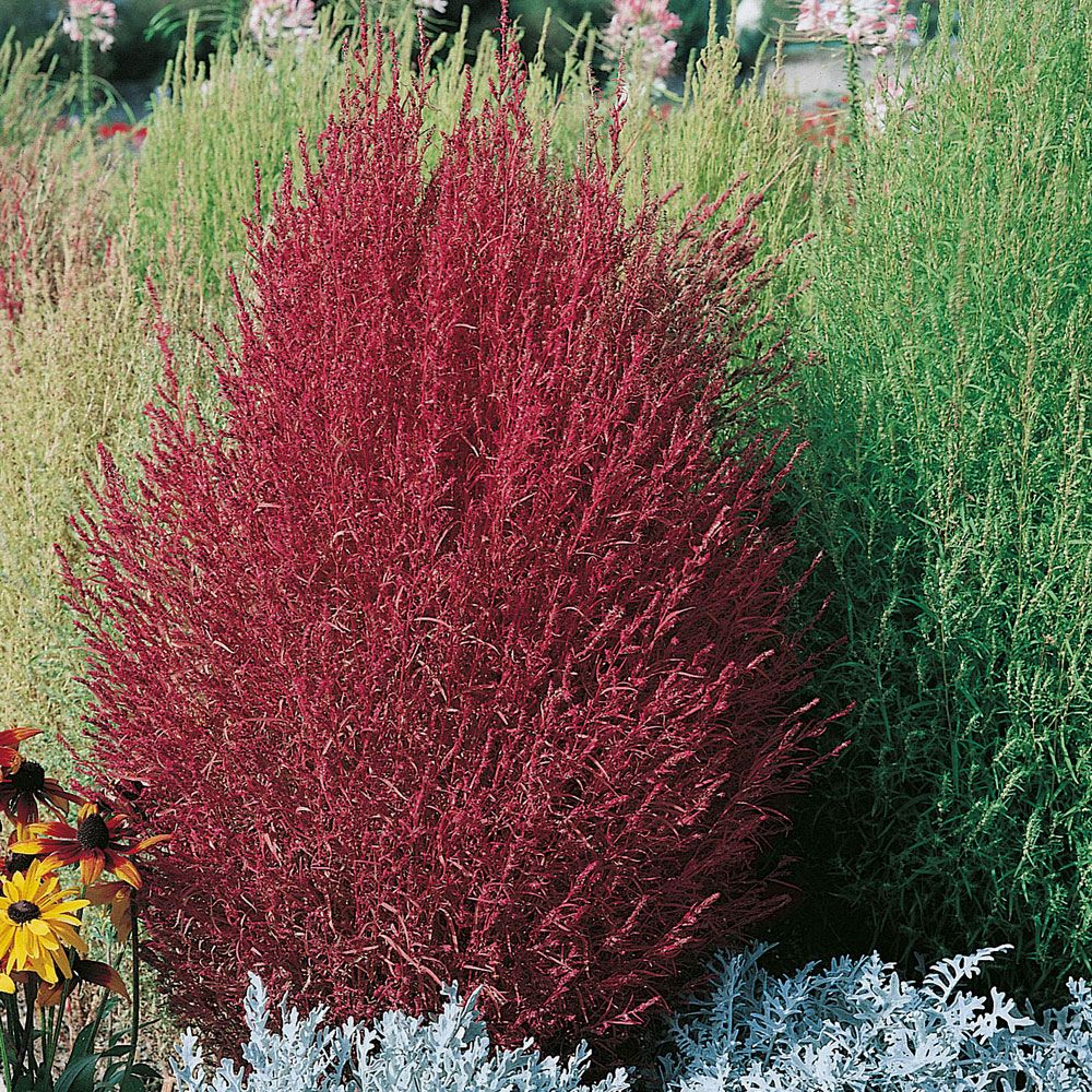 Röd Sommarcypress 'Trichophylla'