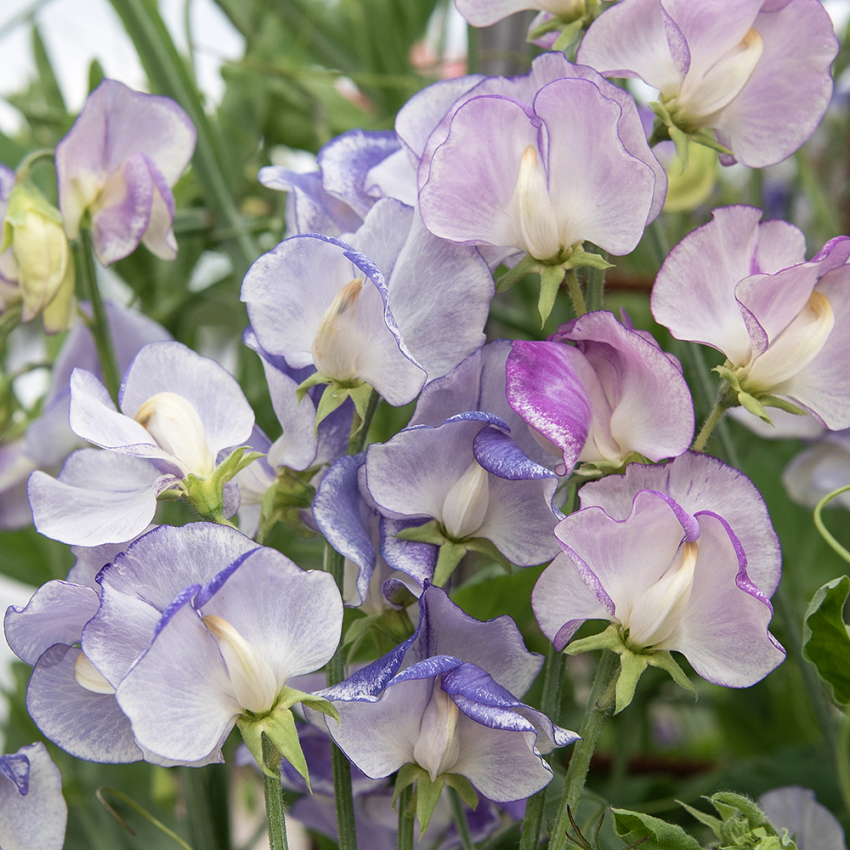 Luktärt 'Spencer Blue Ripple'