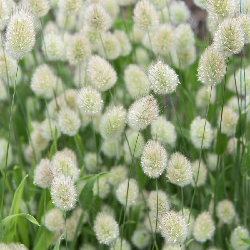 Harsvans 'Bunny Tails'