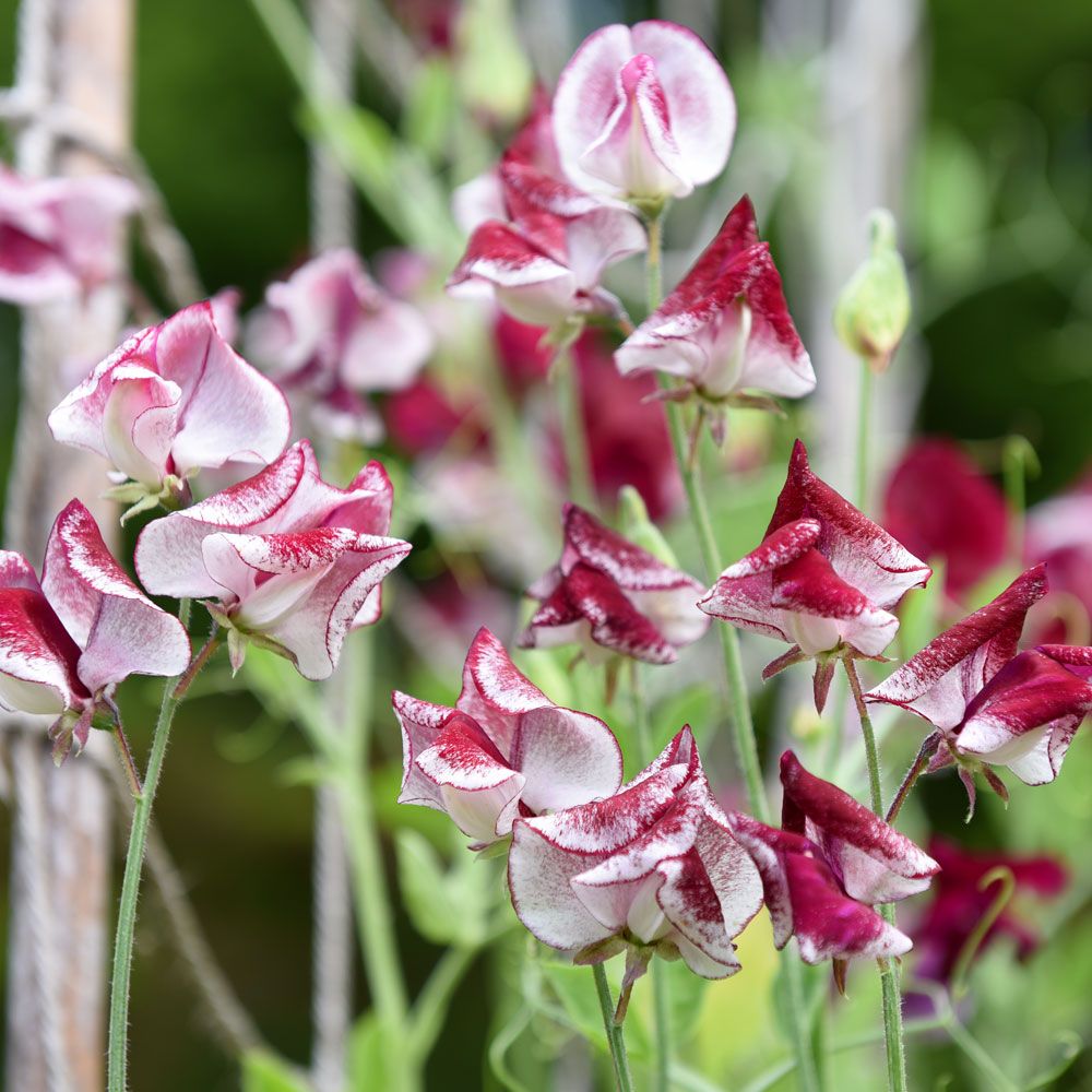 Luktärt 'Spencer Wiltshire Ripple'