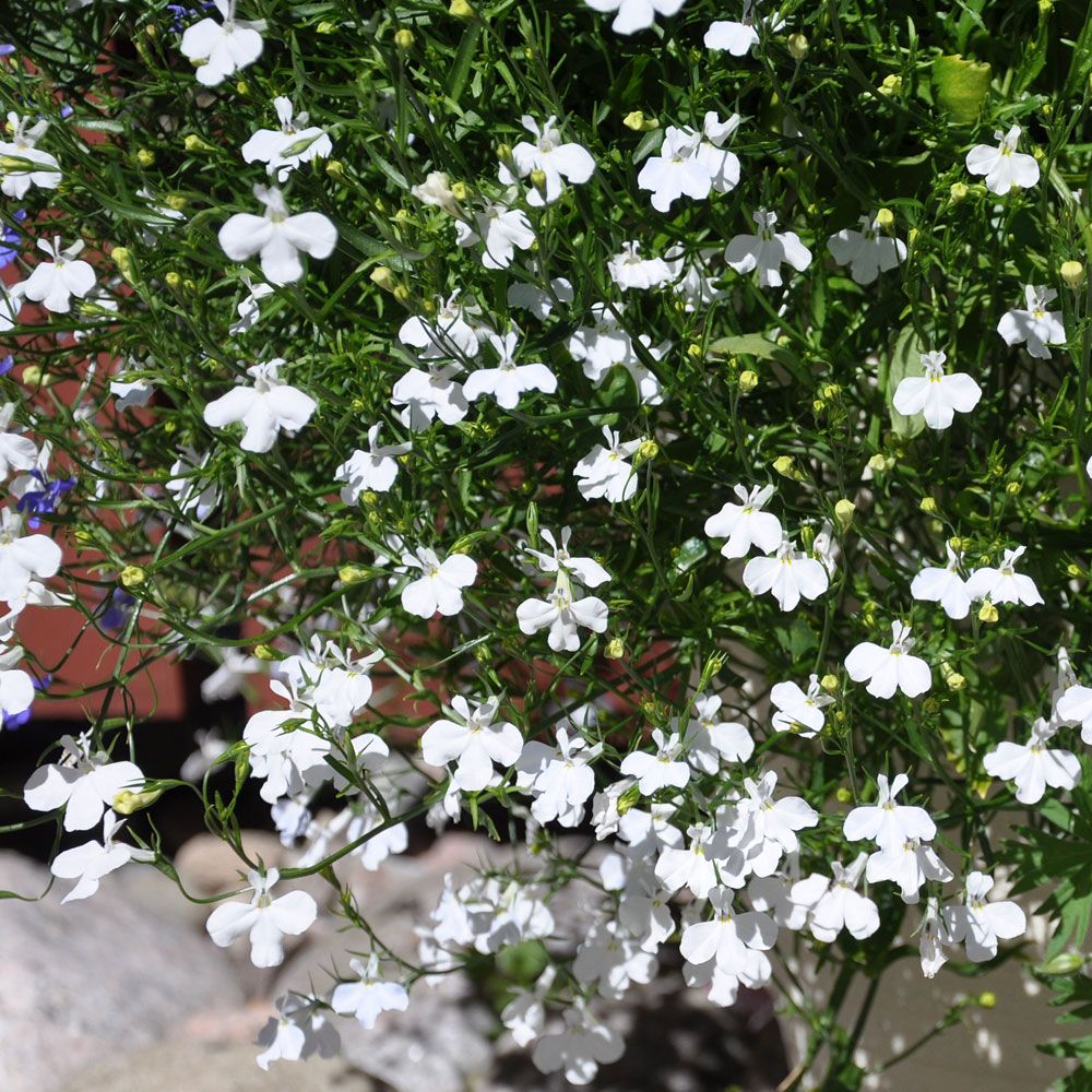 Hänglobelia 'Cascade White'