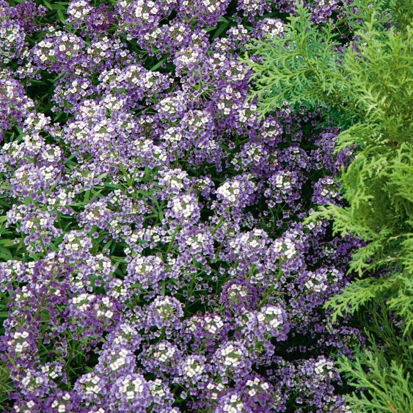 Strandkrassing 'Violet Queen'