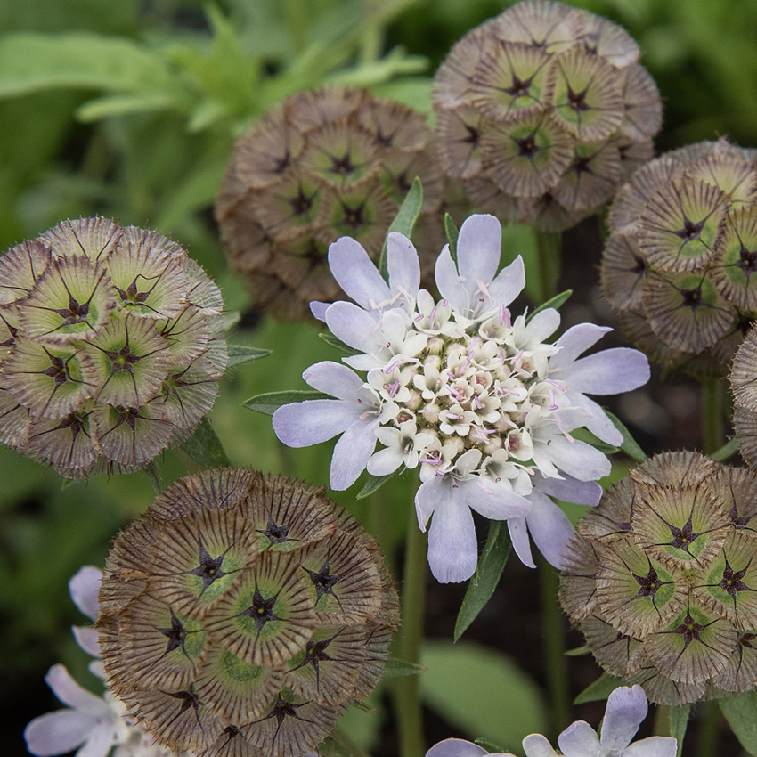 Stjärnvädd 'Paper Moon', vita väddblommor i täta, toppställda blomsamlingar som efter blomning bildar mycket dekorativa.