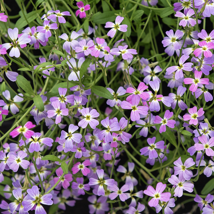 Strandlövkoja 'Spring Sparkle', Väldoftande blommor i romantiskt rosa