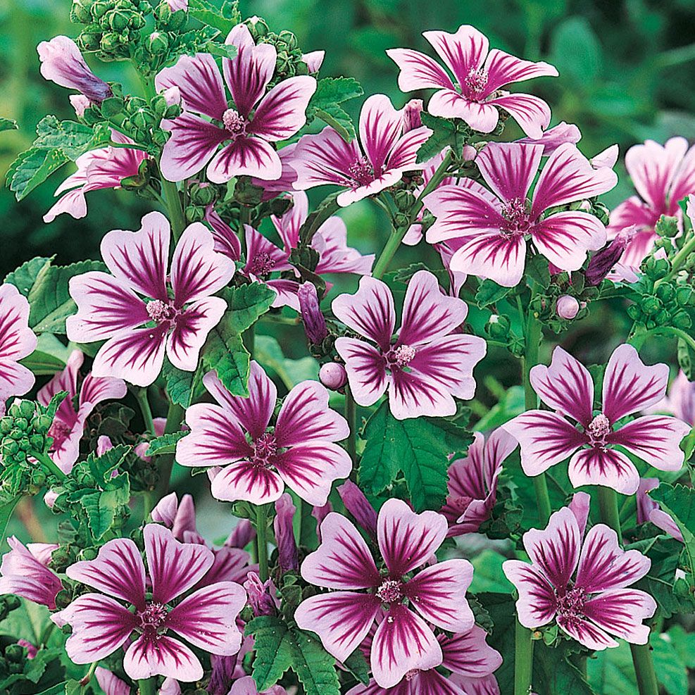 Rödmalva 'Zebrina'