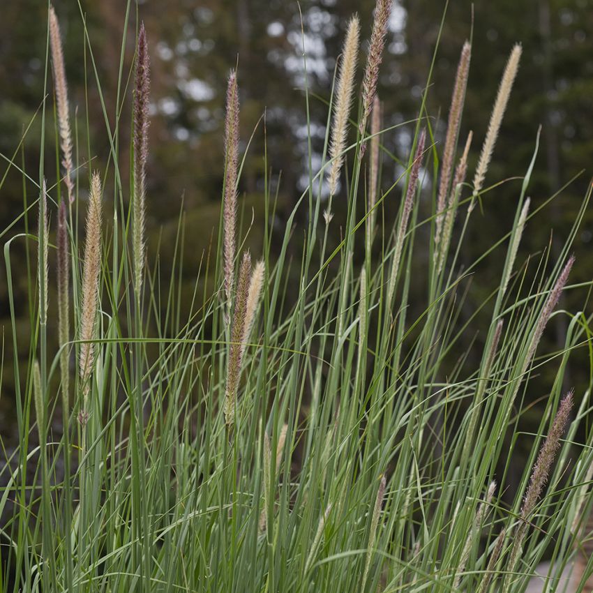 Svansborstgräs 'Tail Feathers'