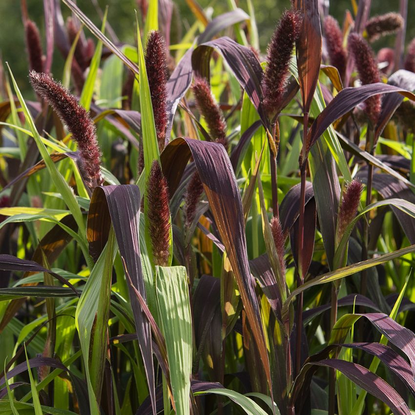 Kolvhirs 'Red Jewel'