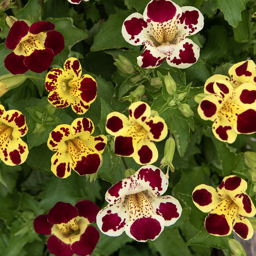 Brokgyckelblomma 'Tigrinus Grandiflorus'