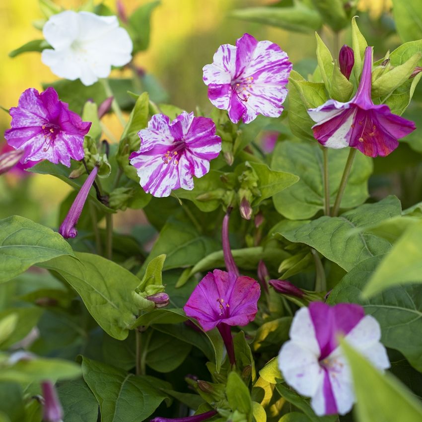 Underblomma 'Marbles White-Red'