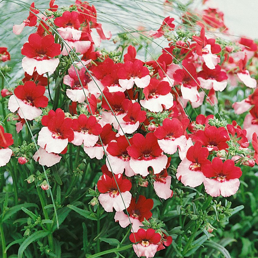 Nemesia 'Danish Flag'