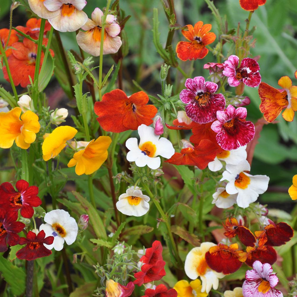 Nemesia 'Carnival'