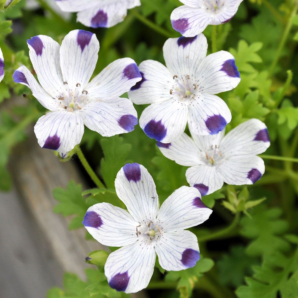 Kärleksblomster