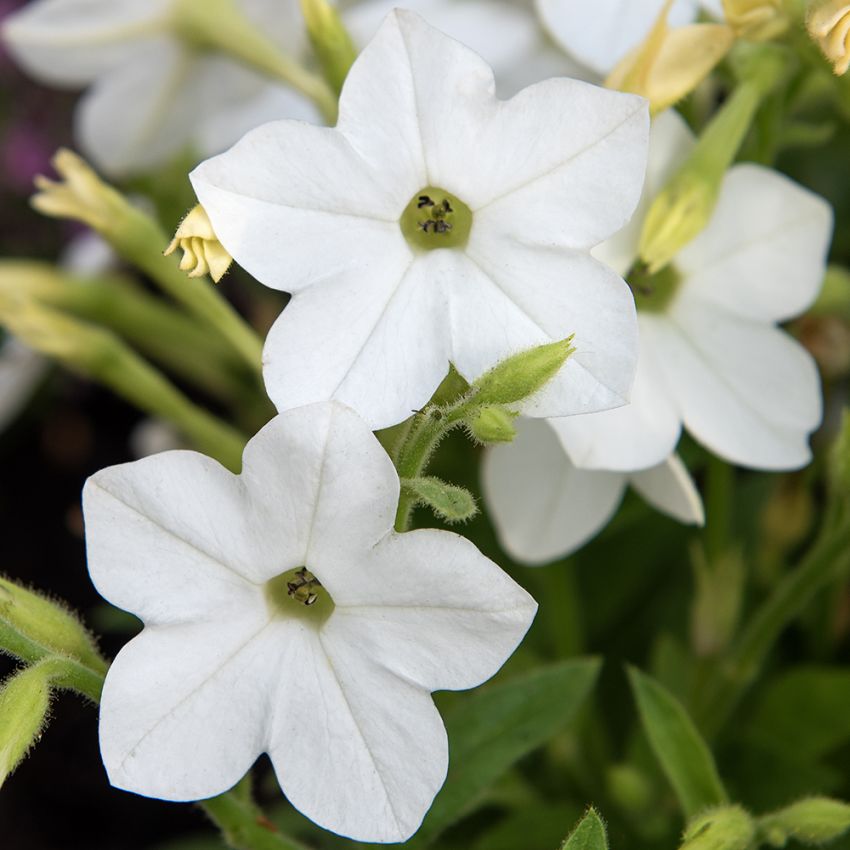 Blomstertobak F1 'Saratoga White'