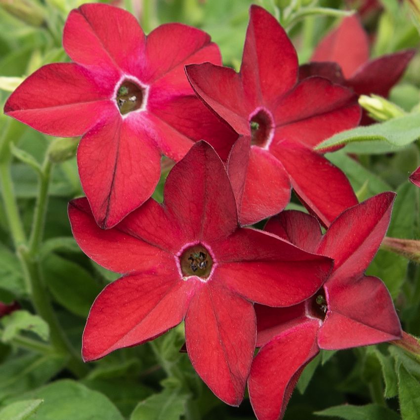 Blomstertobak F1 'Saratoga Red'