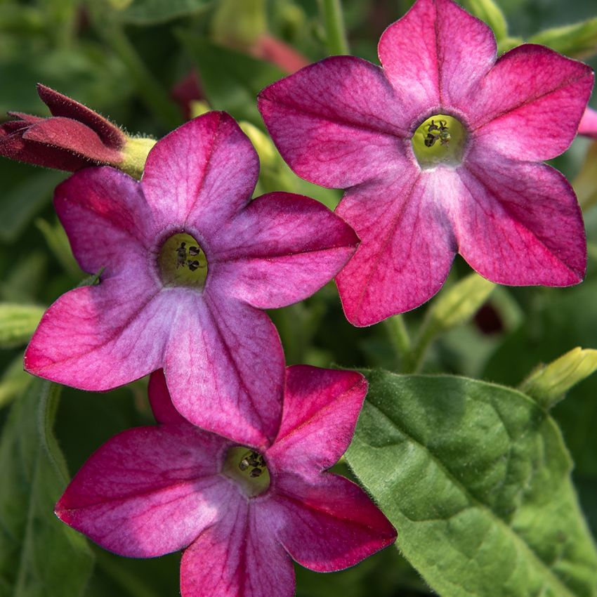 Blomstertobak F1 'Saratoga Purple Bicolor'