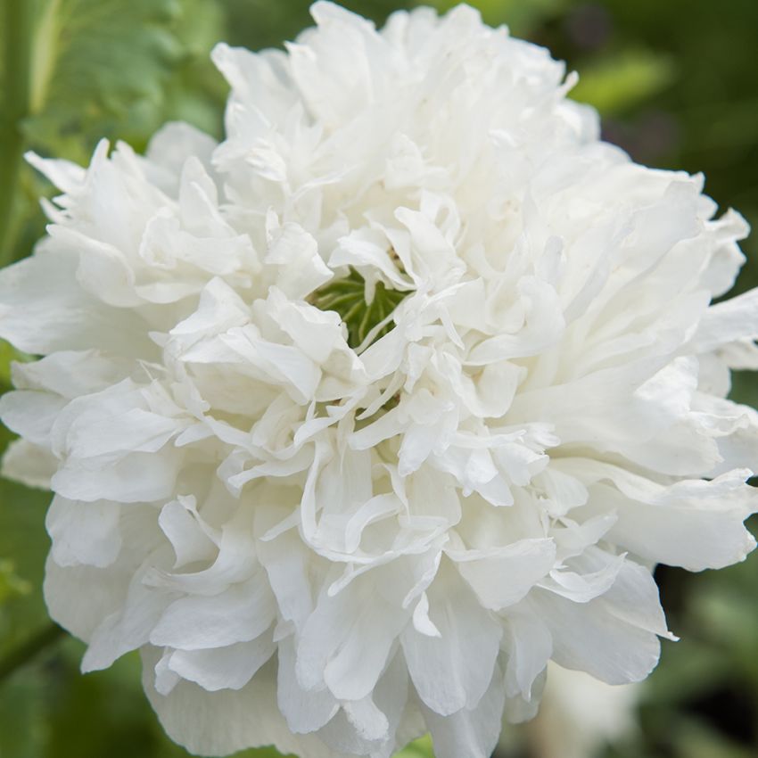 Pionvallmo 'Yellow Peony'