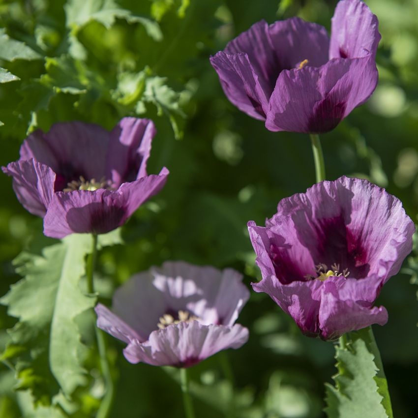 Enkel Vallmo 'Hungarian Blue'