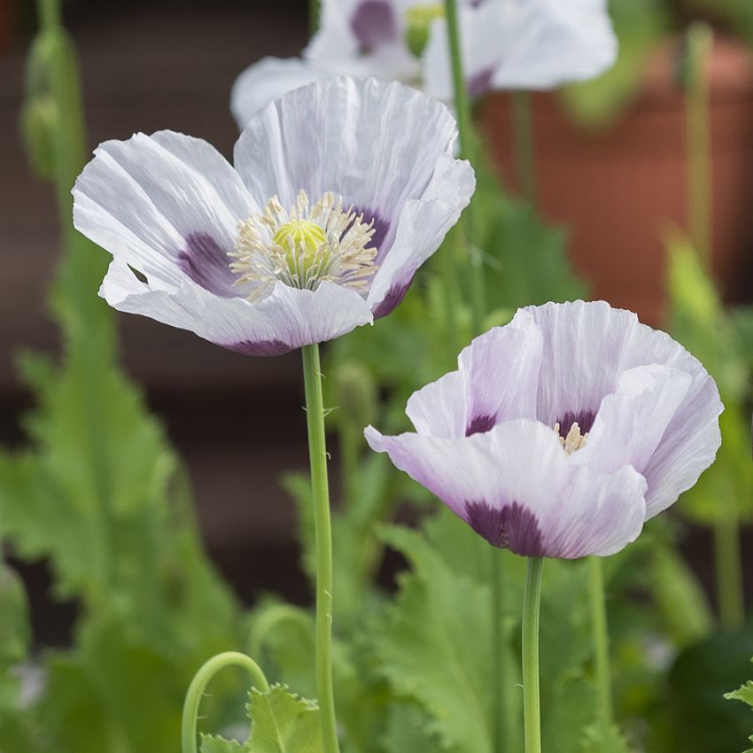 Enkel Vallmo 'Bread Seed Poppy'