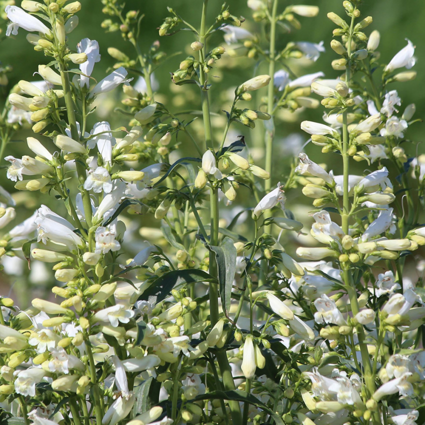 Skäggört 'Twizzle White'