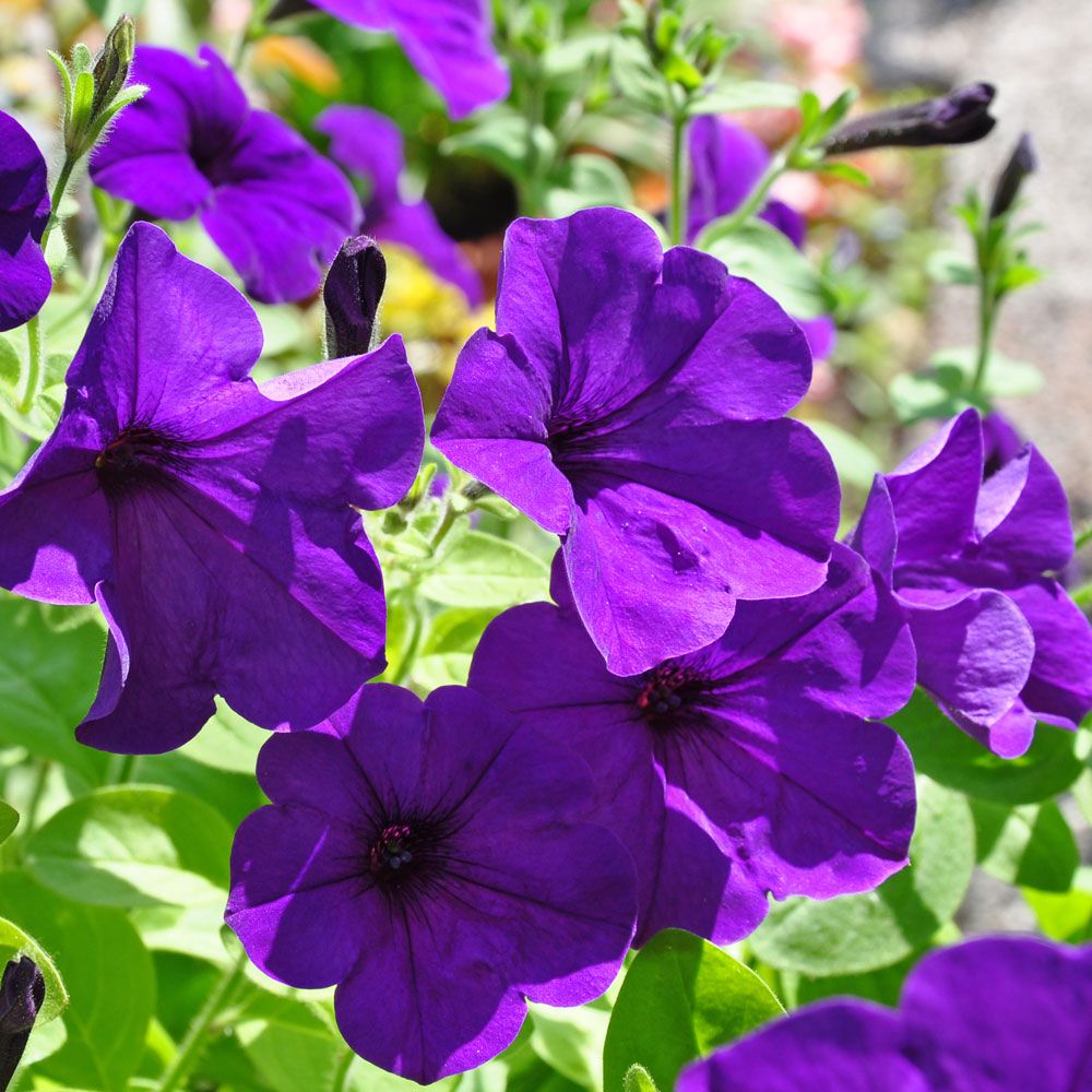 Hängpetunia F1 'Easy Wave Blue'