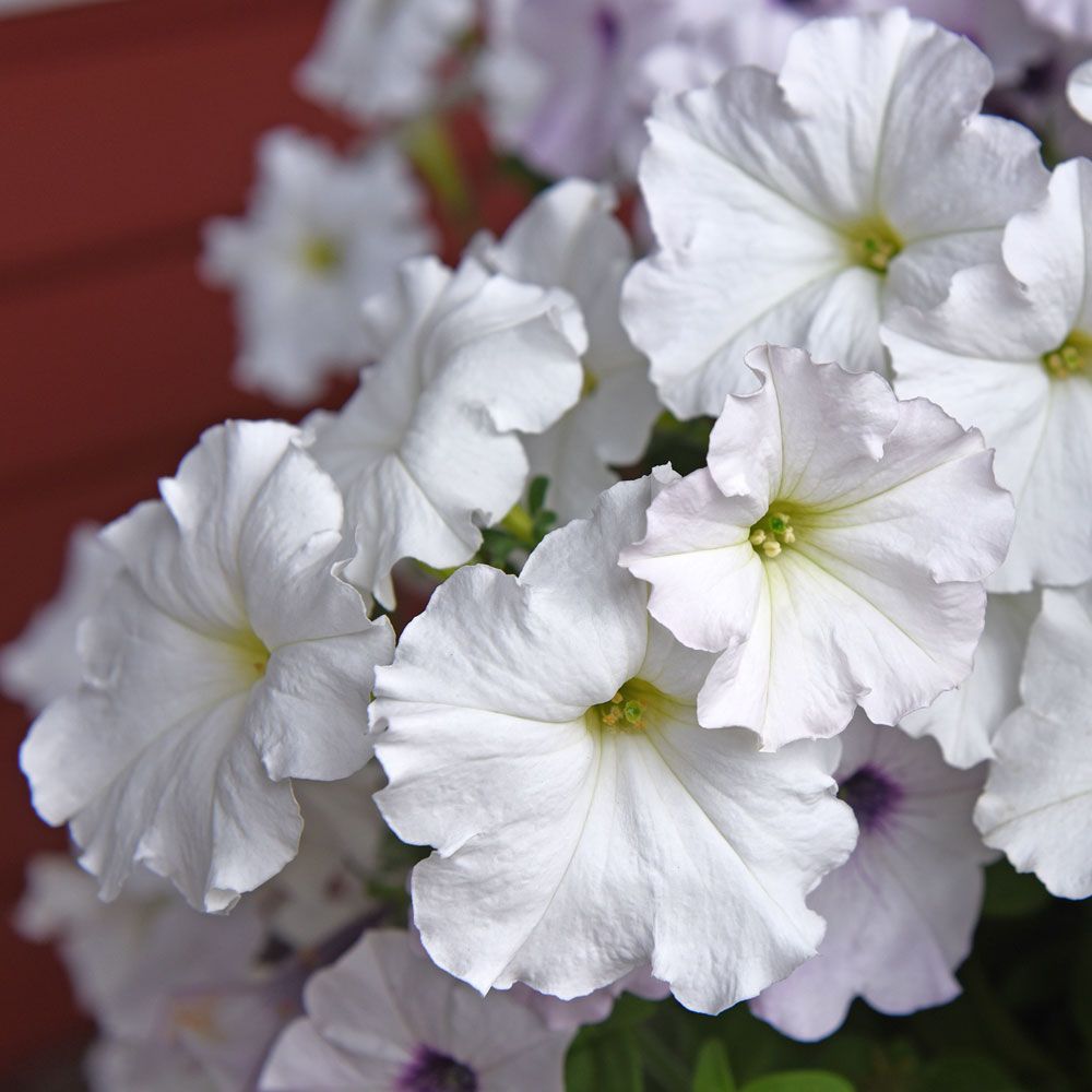 Hängpetunia F1 'Easy Wave White'