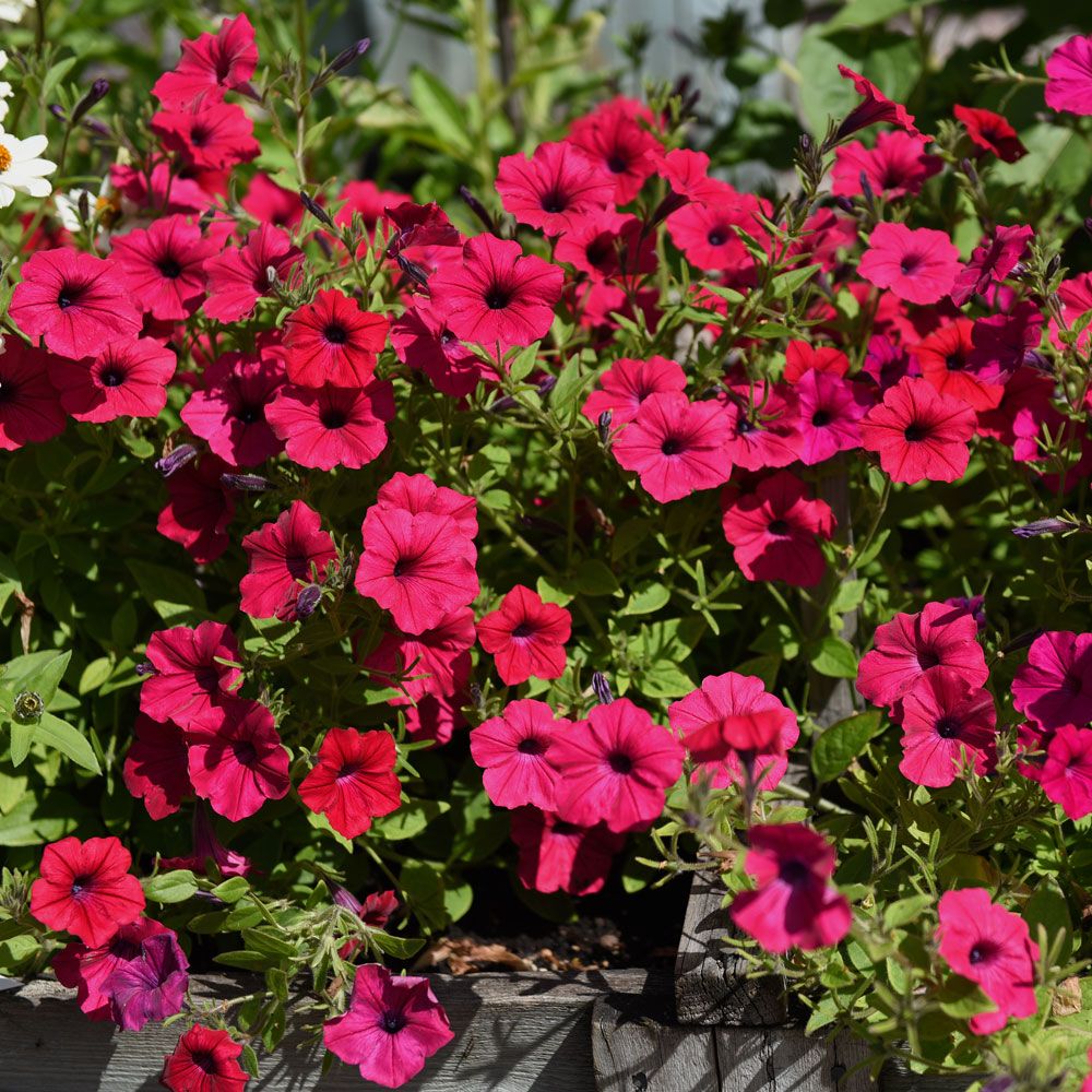 Rondellpetunia F1 'Tidal Wave Cherry'