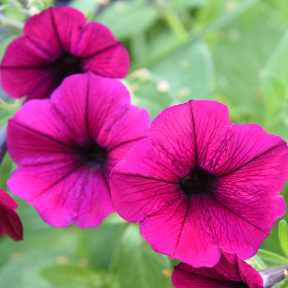 Hängpetunia F1 'Shock Wave Deep Purple'