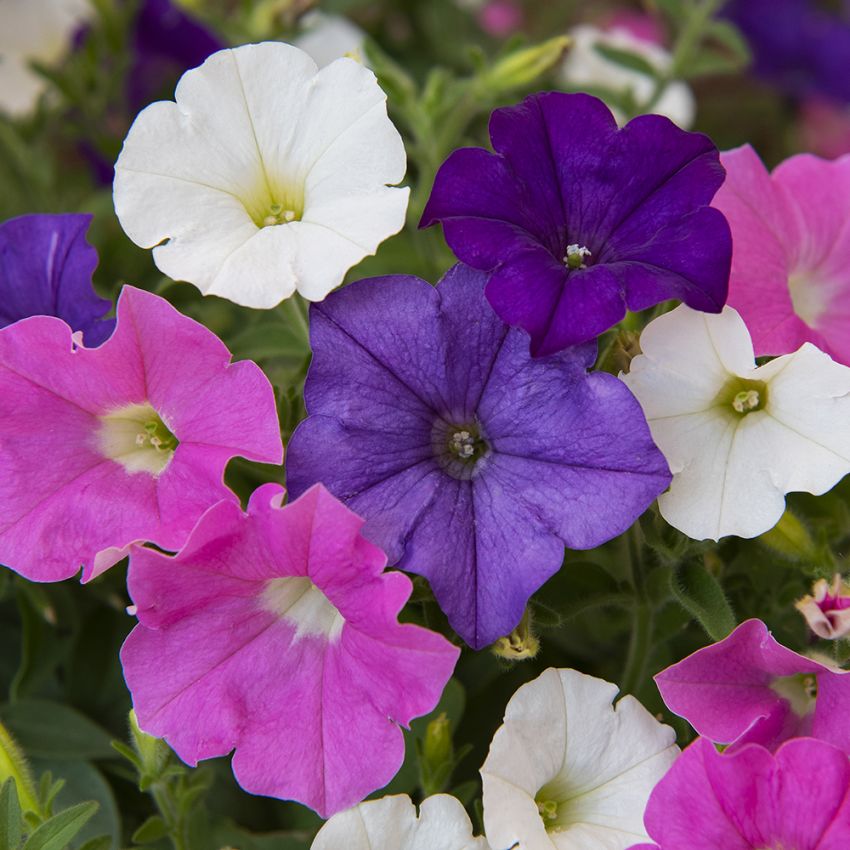 Hängpetunia F1 'Shock Wave Spark Mixture'