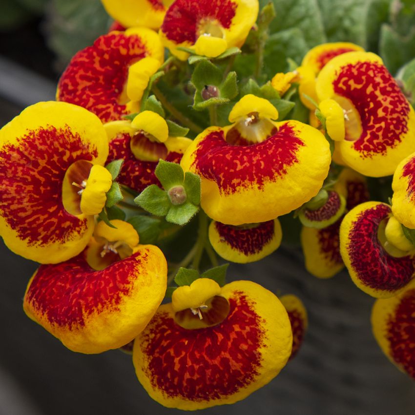 Toffelblomma F1 'Dainty Red Yellow'