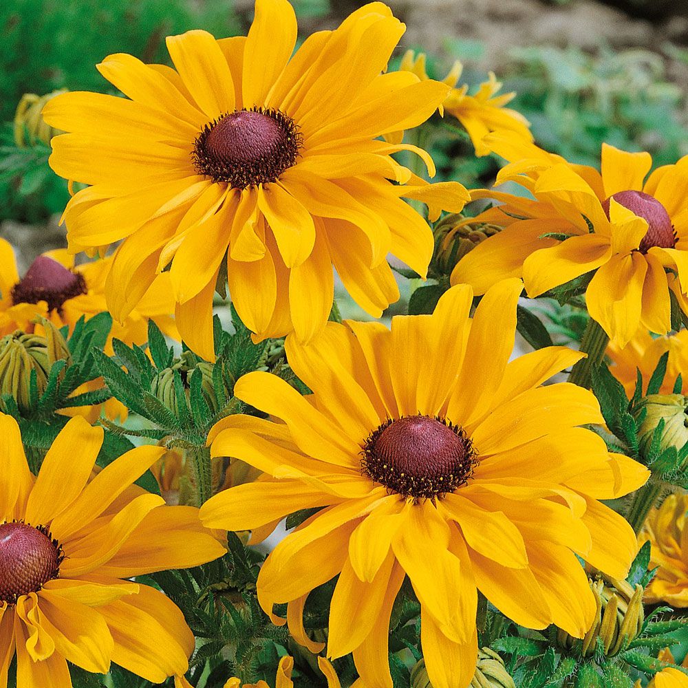 Sommarrudbeckia 'Goldilocks'