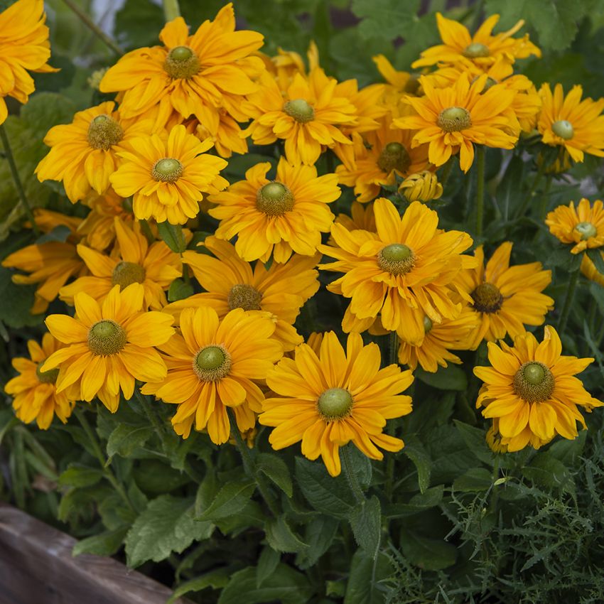 Sommarrudbeckia 'Amarillo Gold'