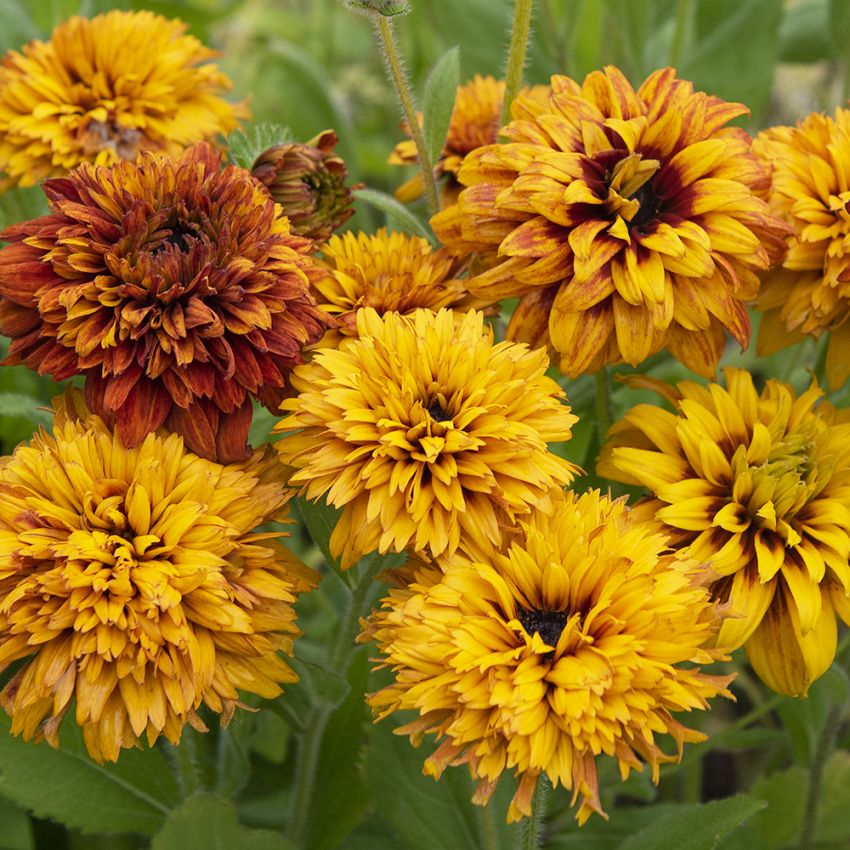 Sommarrudbeckia 'Cherokee Sunset'