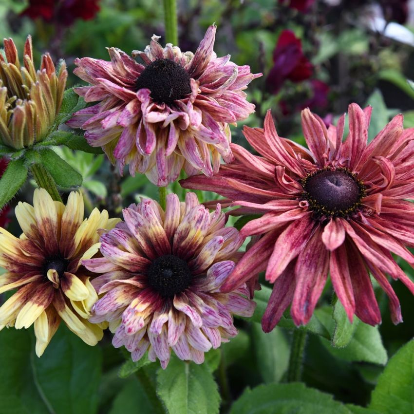 Sommarrudbeckia 'Sahara'