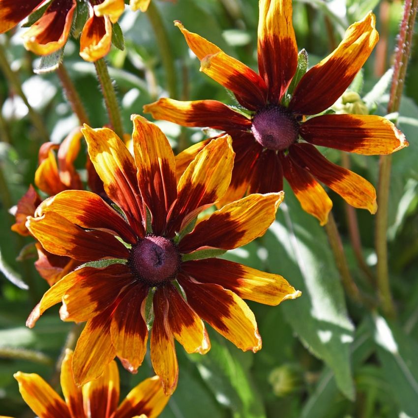 Sommarrudbeckia 'Herbstwald'