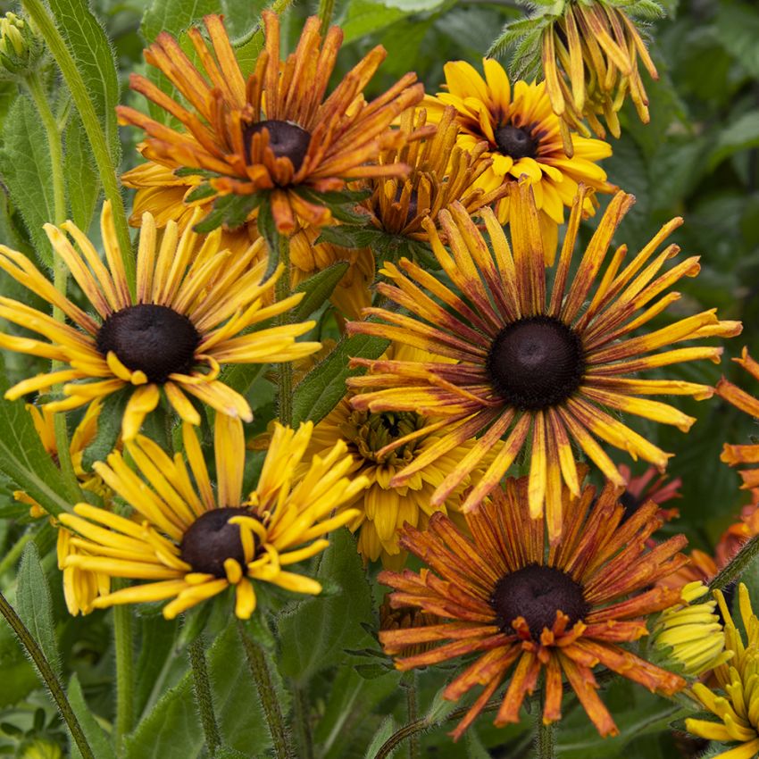 Sommarrudbeckia 'Chim Chiminee'