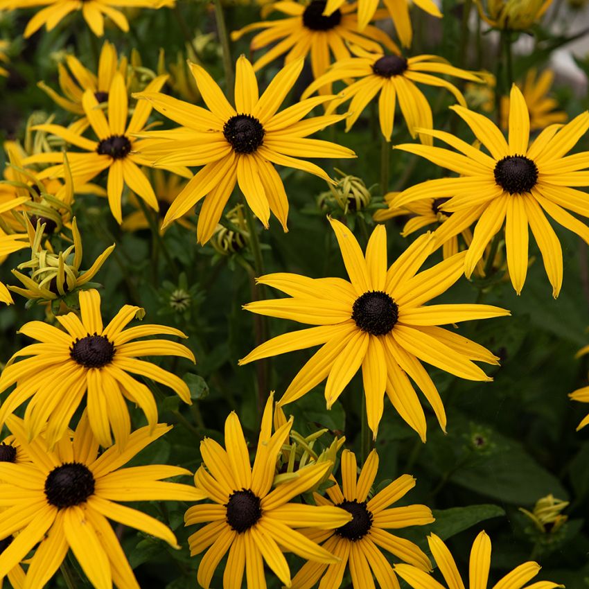 Strålrudbeckia 'Goldblitz'