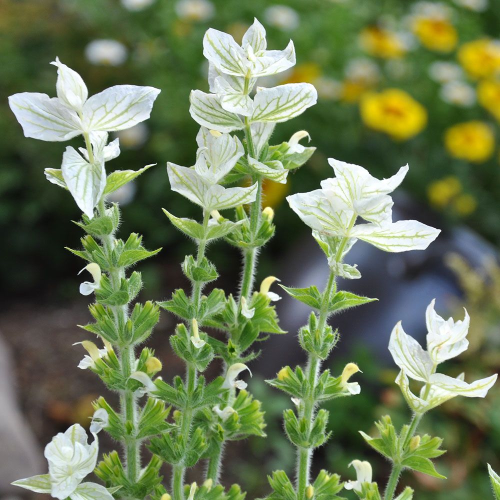 Broksalvia 'White Swan'