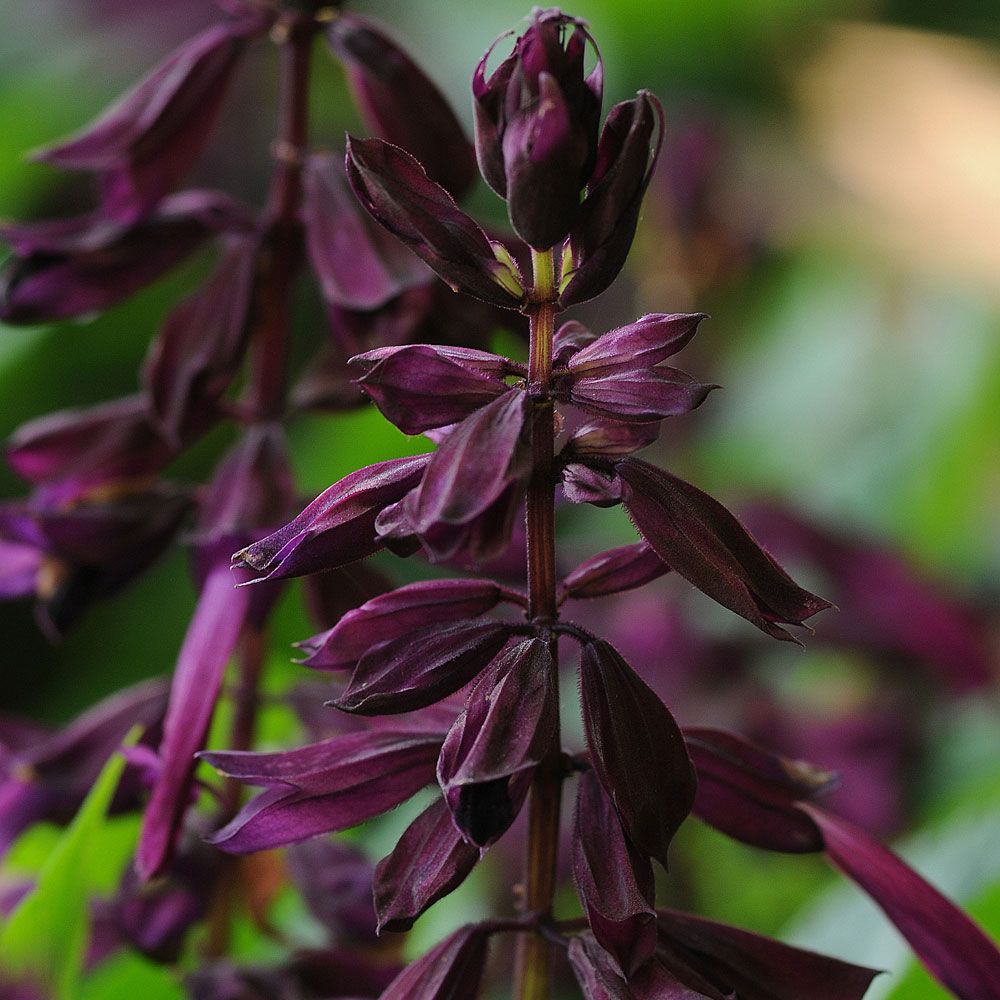 Praktsalvia Lighthouse Purple Ettariga Blommor Salvia Splendens Impecta