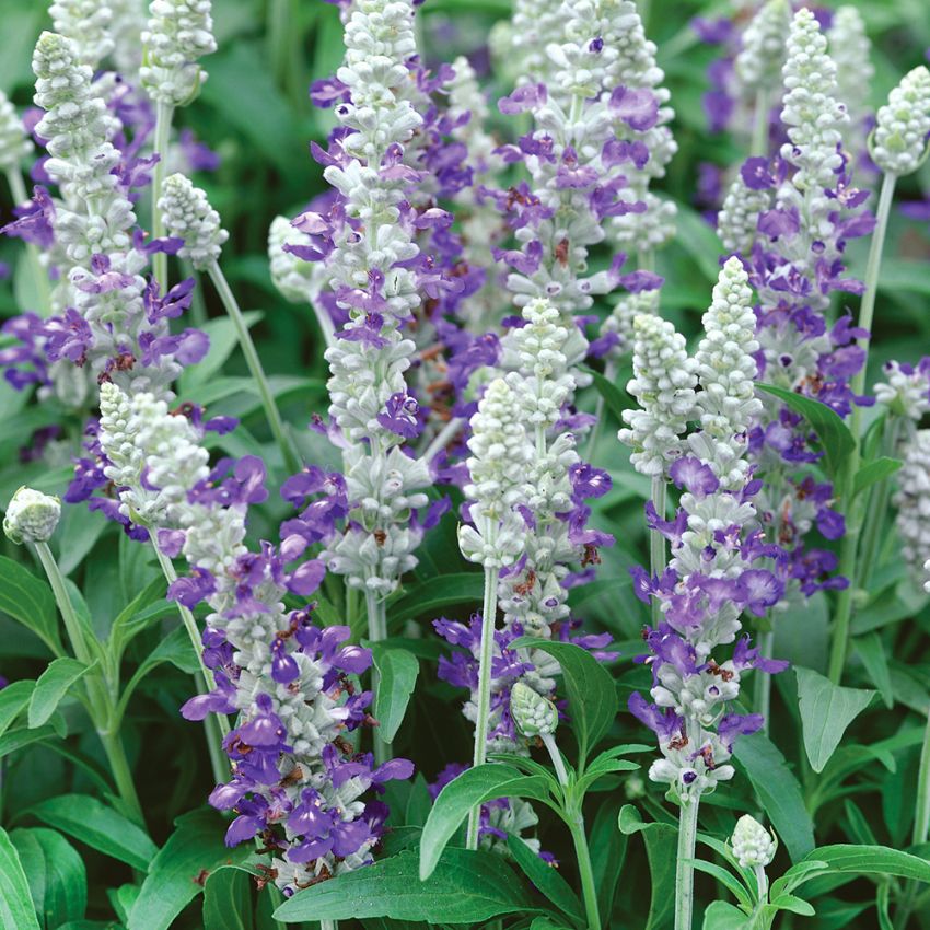 Daggsalvia 'Strata'