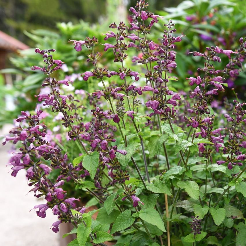 Scharlakanssalvia  'Summer Jewel Lavender'