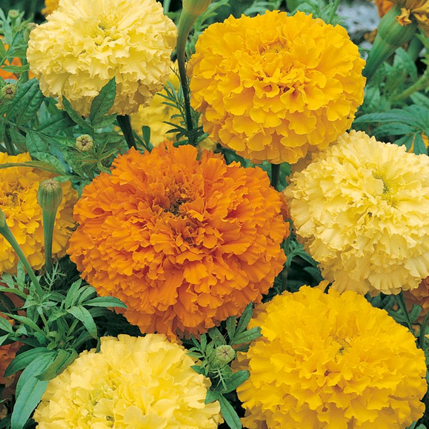 Stor Tagetes 'Crackerjack'