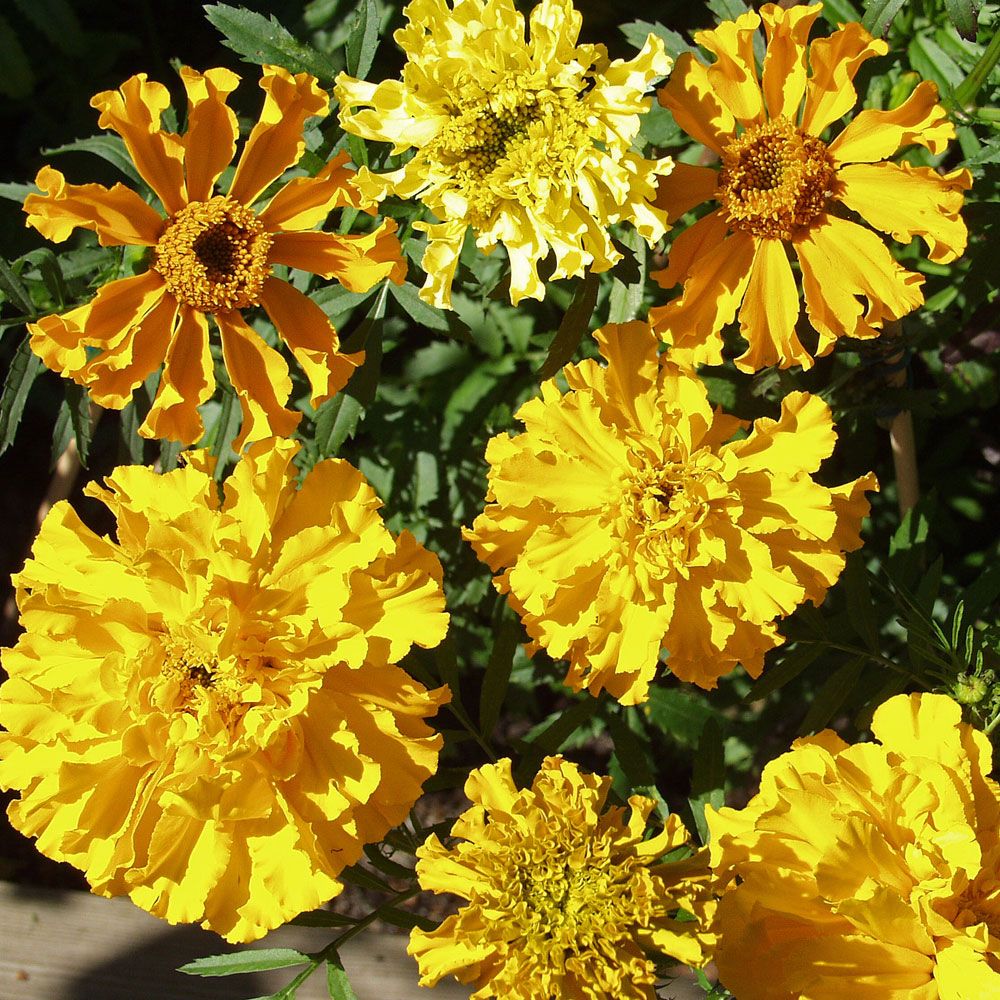 Stor Tagetes 'Carillo'