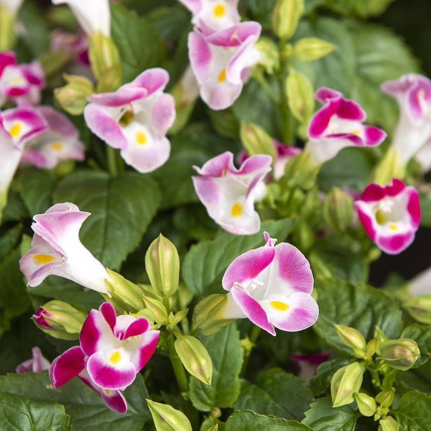 Torenia F1 'Little Kiss Rose Picotee'